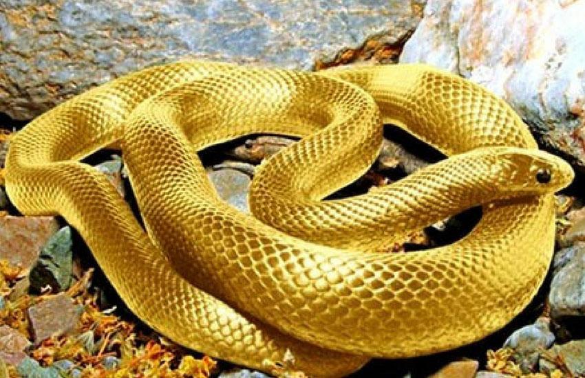 Tại Sao Giấc Mơ Thấy Rắn Lại Quan Trọng? Góc Nhìn Từ Jun88.com